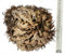 Rose de Jericho sélectionnée de grande taille. XXL