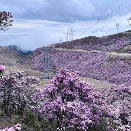 50 pcs rhododendron samen gewächshaus balkon zimmerpflanzen azaleen pflanzen winterhart gartenpflanzen winterhart mehrjährig balkonblumen flowers winterharte kübelpflanzen bonsai topf