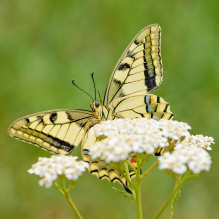 adrium Acryl-Bild 40 x 40 cm: Altwelt-Schwalbenschwanzschmetterling - Papilio machaon, wunderschöner farbiger, ikonischer Schmetterling aus europäischen (184479667)
