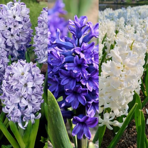 Carbeth Plants - 15 x Hyacinth Spring Bulbs Rhapsody in Blue Mix - Highly Fragrant Outdoor Flowering Perennials - UK Hardy Low Maintenance Pollinator Friendly - Grow in Beds, Borders and Patio Pots