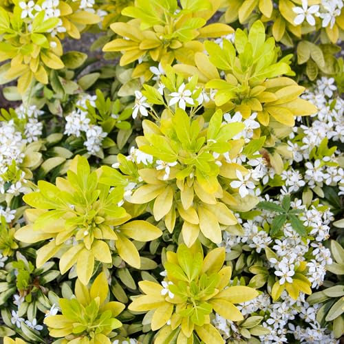 Choisya Lich Piante da Giardino Pronte per Esterni Arbusto Sempreverde Fiorito in Vaso