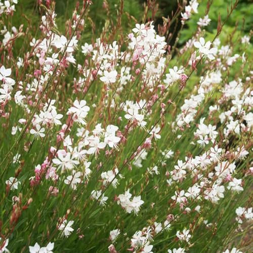200 Pcs Prachtkerze Pflanze Winterhart Samen - Kletterpflanzen Winterhart, Bio Saatgut (Gaura Lindheimeri) Blumenwiese Samen, Steingartenpflanzen Winterhart Saatgut Blumenbeet, Exotische
