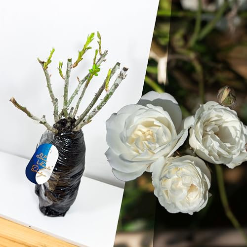 Bare Root White Shrub Rose 'Snow Princess' – Hardy Rose with Elegant Blooms for Beautiful Hedge Rows & Garden Borders