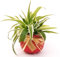 POWERS TO FLOWERS - CHLOROPHYTUM, FALANGIO MINI IN VASO CERAMICA ROSSO CON FIOCCO, pianta vera