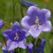 6 x Flachschalige Glockenblume 'Grand. Coerulea' - Campanula Persicifolia 'Grand. Coerulea' Topf 9x9cm: Blaue Blüten, aufrechter Wuchs, lange Blütezeit.