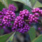 3 x Arbuste aux bonbons 'Profusion' - Callicarpa Bodinieri 'Profusion'- 40-60 cm en pot – pour un accent de couleur unique
