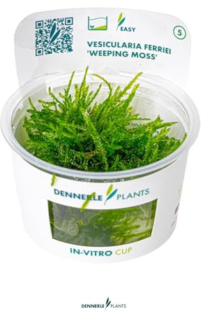 Vesicularia ferriei 'Weeping Moss'