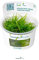 Vesicularia ferriei 'Weeping Moss'