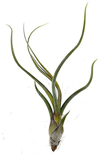 PLANTA NATURAL AEREA TILLANDSIA PSEUDOBAILEI 20CM ALTO X 13CM ANCHO PARA INTERIOR Y EXTERIOR