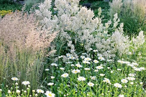 Glocken-Knöterich im Topf Aconogonon campanulatum winterhart Bodendecker | 30-60 cm hoch, weiße Blüten Juli bis August, sonnig bis halbschattig, Bodendecker, Steingarten, winterhart bis -20 °C