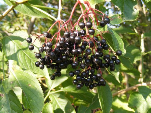 Graines de sureau noir Sambucus Canadensis, plante vivace paquet de 100 graines