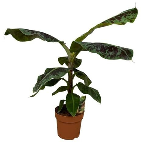Bananenpflanze Musa tropische Gartenpflanze Ø21 cm ca. 80 cm | winterhart, für Beet und Kübel, bienenfreundlich, robuster Wuchs