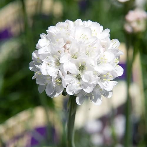 6x Weiße Grasnelke Alba - Armeria maritima ‘Alba’ - Topf 9x9cm