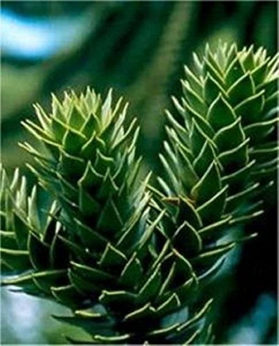 Chilenische Schmucktanne Andentanne 30-40cm - Araucaria araucana - lebende Gartenpflanze aus den Baumschulen