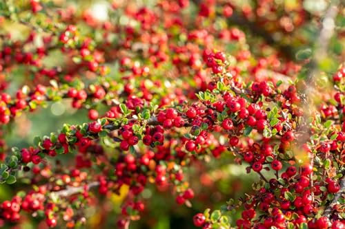 Cotoneaster horizontalis 80 cm Stammhöhe – Winterhart, Mehrjährig, Pflegeleicht – Fächer-Zwergmispel – Zierstrauch für Garten & Böschungen