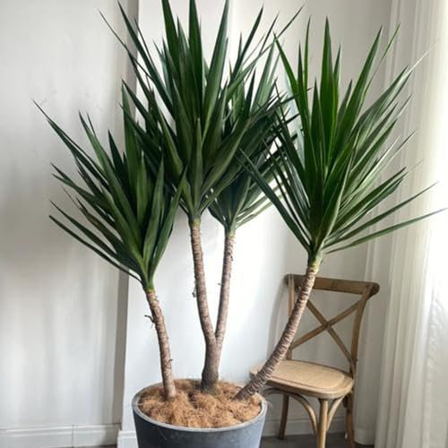 40 pcs yucca elephantipes palme samen indoor plants for living room ostern geschenke pflanzen zimmerpflanzen samen geschenk garten pflanzen samen indoor deko wohnzimmer balkon winterharte