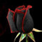 50 Stück Rose Samen, Seltene Schwarz-Rote Rosen Samen, Rose Blumen Pflanzen Saatugut, Rosen Blumensamen, Rosensamen für Garten und Balkon, Schnell Keimend, Leicht zu Pflanzen