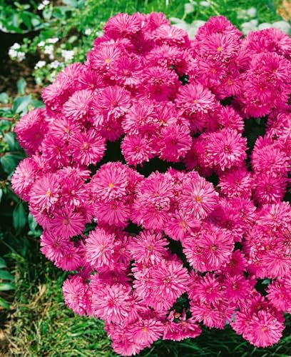 Chrysanthemum x hort.'Manito' ca. 9x9 cm Topf - Garten-Chrysantheme, gelbe Blüten, Blütezeit Herbst, ideal für Beete und Kübel, pflegeleicht und winterhart