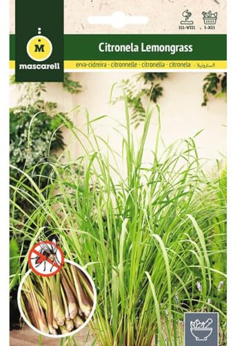 Mascarell Semillas, Citronela (Lemongrass), Semillas para Huerto, Jardín o Macetas, Planta Repelente Natural de Insectos, Planta Protectora de Plagas, Sobre 0,1 Gramos