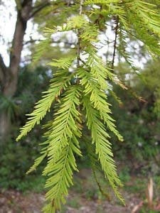 Taxodium distico | Deciduo Cipresso | 10_Semi