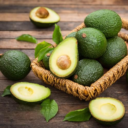 pflanzenkübel avocadosamen 60samen Leicht zu züchten
