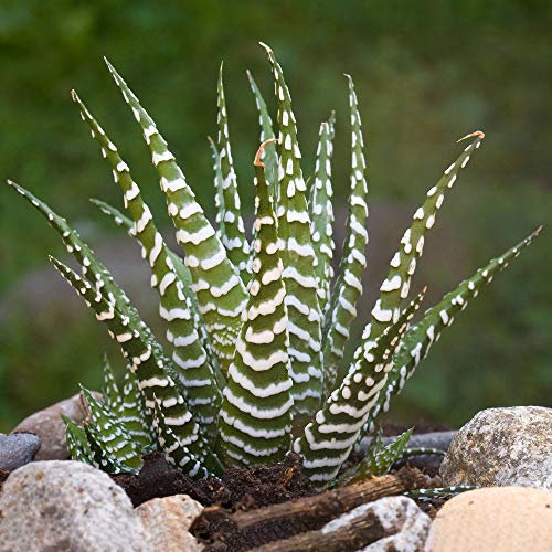 1 x Haworthia Big Band | Innenraum saftig getopfte Pflanze (15-25cm im Verkauf)
