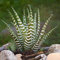 1 x Haworthia Big Band | Innenraum saftig getopfte Pflanze (15-25cm im Verkauf)
