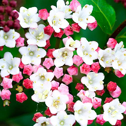 Viburnum tinus Laurustinus Arbusto sempreverde da giardino in vaso, fiorito e con bacche.