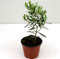 Albero di Ulivo Cipressino Vaso 14cm, Olivo, Ulivo