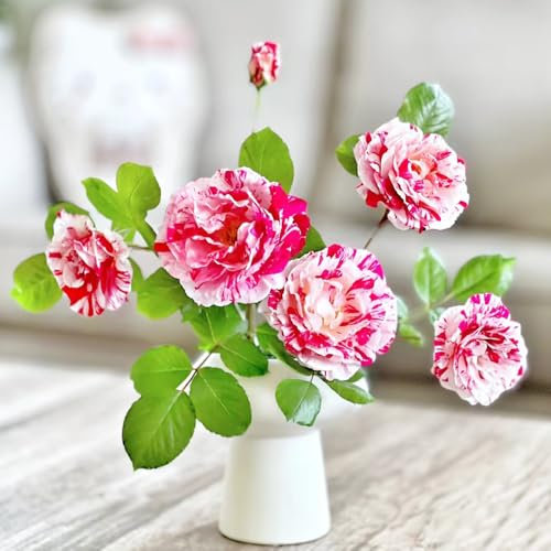 kletterrosen winterhart duftend - samen balkon pflanze kletterrosen zimmerpflanzen - Seltene Pflanzen - kletterpflanzen winterhart kübelpflanzen garden bonsai topf balkonblumen 250pcs