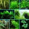 Starter Pack Aquarium Plant Live Aquatic Tropical Fish Java Moss Crypt Rotala (3 Potted Plants)