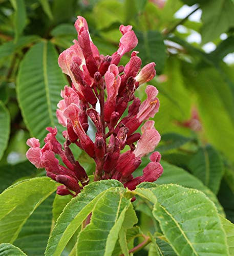Hochstamm Zwergkastanie Rosea Nana 100-125cm - Aesculus pavia - lebende Gartenpflanze aus den Baumschulen