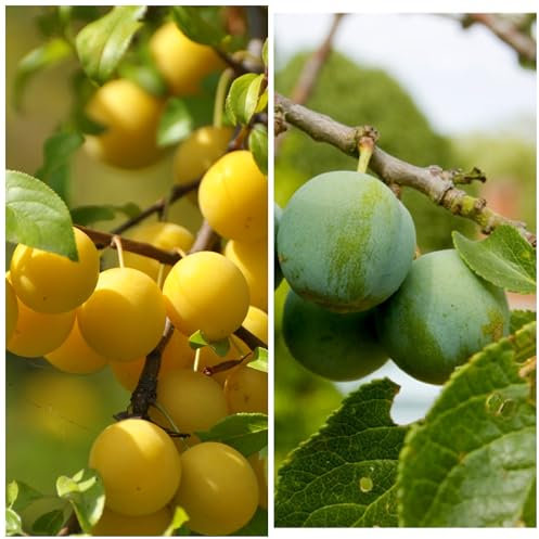 Duo Plum Fruit Tree Golden Gage Oullins and Opal- 2 Varieties in 5L Pot, 3fatpigs®
