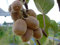 Kiwi-Set, weibliche und männliche Pflanze, Actinidia deliciosa, Sorten Hayward&Atlas, ca. 80cm, im Topf