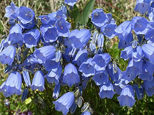 Campanula persicifolia 100 Seeds, Peach Flowered Bellflower - Perennial,Blue