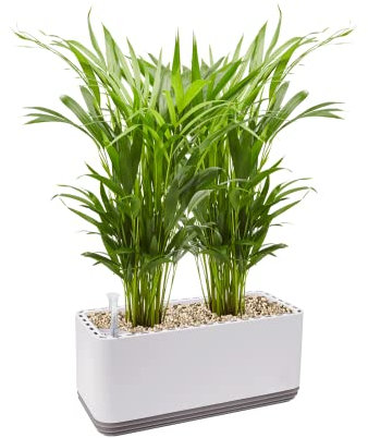 AIRY System L inkl. 2 Goldfruchtpalmen & Airy Base Substrat • Natürlicher Luftreiniger eliminiert Schadstoffe, Allergene & Gerüche • Für Räume mit ca. 30qm • Made in Germany, 3306-607 antikweiss-grau