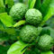 50 graines de citronnier vert