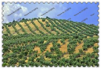 árboles bonsai de olivo Bonsai 50PCS (Olea europaea), Semillas Bonsai Mini Olivo, Oliva Bonsai Las semillas frescas de árboles exóticos