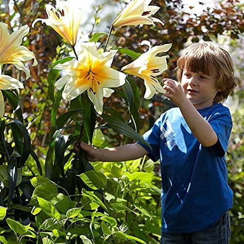1x Bulbo lirio Plantas decorativas exterior Bulbos de lirio Planta perenne Lirios plantas Flores de jardin Lilium High Tea XXL