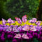 FENELY Riesige Schmetterlinge Gartenstecker Dekorationen Outdoor 3D rosa Rasen Deko Hof Dekor Terrasse Zubehör Ornamente PVC Gartenarbeit Kunst Weihnachten skurriles Geschenke (24 Stück)