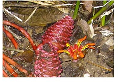 Stk - 5x Zingiber longipedunculatum Ligun Ingwer Garten Pflanzen - Samen ID1034 - Seeds & Plants Shop by Ipsa