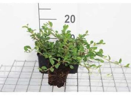 12 x Cotoneaster dammeri - Teppich-Glanzmispel - Topf 9 cm x 9 cm