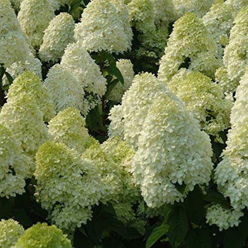 Hortensie Paniculata 'Limelight' - Rispenhortensie 'Limelight' im 40-50 cm Topf mit leuchtend grünen Blütenständen