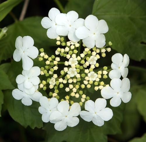 Viburno palla di neve Viburnum opulus compactum pianta da siepe in vas ø18 cm Vivaio di Castelletto