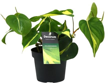 Philondendron Brasil Scandens - 20cm - Ø12cm - Plante d'intérieur - Vert persistant