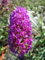 Sommerflieder Charming - Buddleja davidii Charming - Schmetterlingsflieder