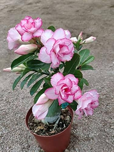5 semi di Adenium obesum Nám wăan Rosa del deserto semi freschi - semi originali