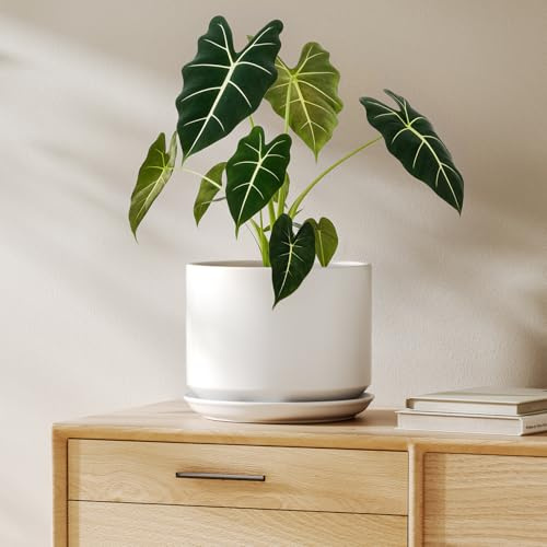 LE TAUCI Maceta de Cerámica de 20 cm con Plato Integrado y Agujero de Drenaje, Macetero Moderno y Minimalista para Plantas de Interior, Blanco