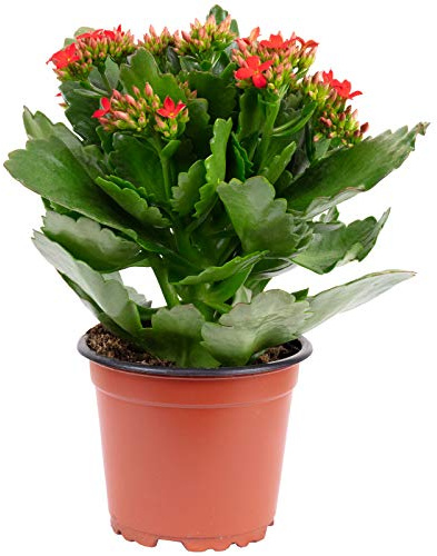 Kalanchoe blossfeldiana de floración sencilla y llamativa, rojo - verdadera planta de interior, Käthchen ardiente - Altura aprox. 20 cm, Diámetro de la maceta 10,5 cm