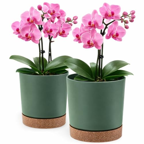 PECZEKO Macetero mate, macetero de plástico, maceta decorativa para plantas grandes y pequeñas, juego de 2 macetas, macetero para hierbas (2 unidades), color verde, diámetro de 24 cm